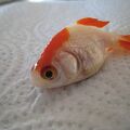 IMG 9074