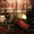 100803 0251-IMG 3695