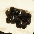 IMG 4428